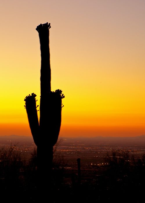 Sunset over Phoenix With Cactus